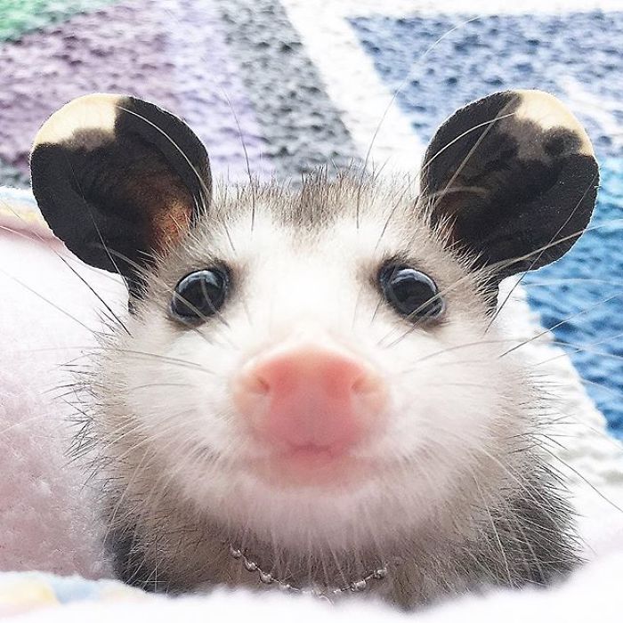 Meet Sesame, The Skunk Who Broke All Stereotypes Of His Species