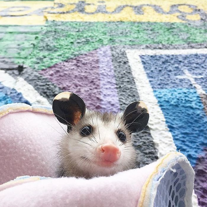 Meet Sesame, The Skunk Who Broke All Stereotypes Of His Species