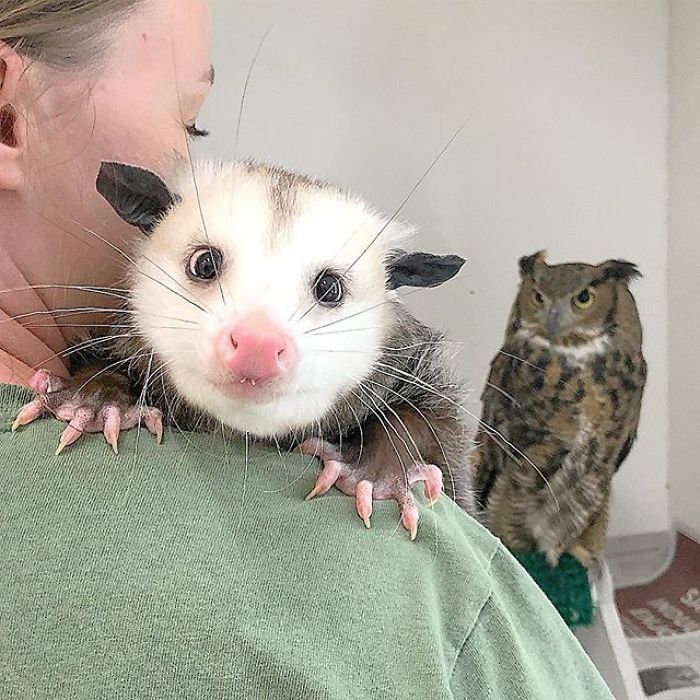 Meet Sesame, The Skunk Who Broke All Stereotypes Of His Species