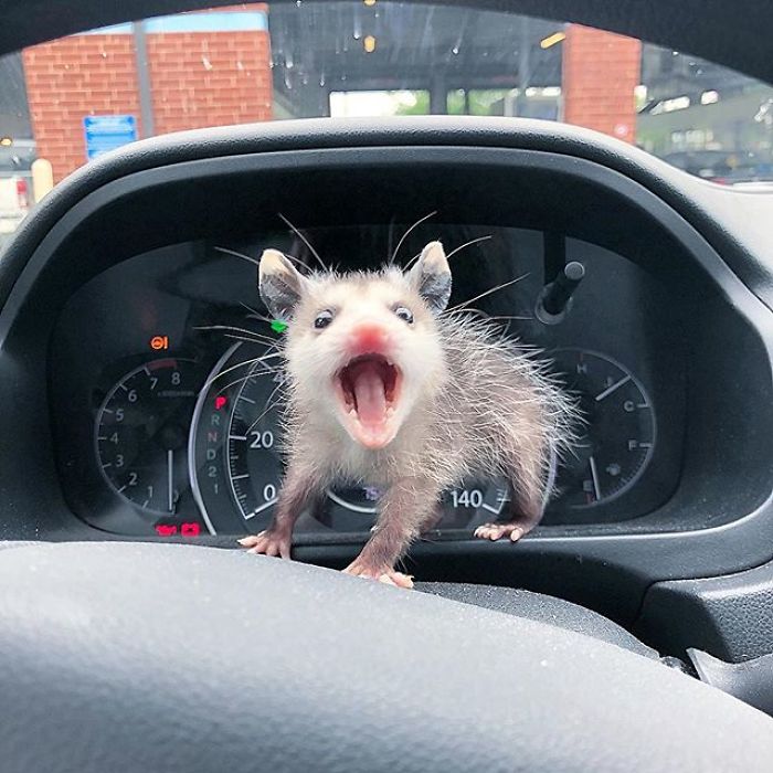 Meet Sesame, The Skunk Who Broke All Stereotypes Of His Species