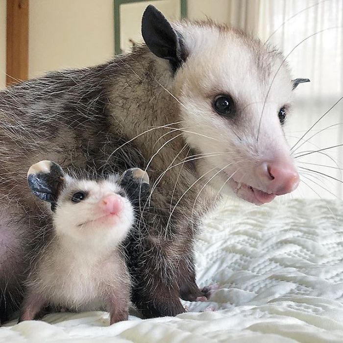 Meet Sesame, The Skunk Who Broke All Stereotypes Of His Species