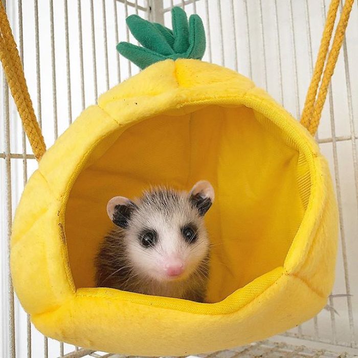 Meet Sesame, The Skunk Who Broke All Stereotypes Of His Species