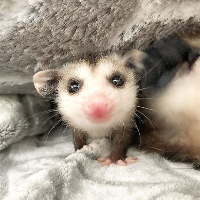 Meet Sesame, The Skunk Who Broke All Stereotypes Of His Species
