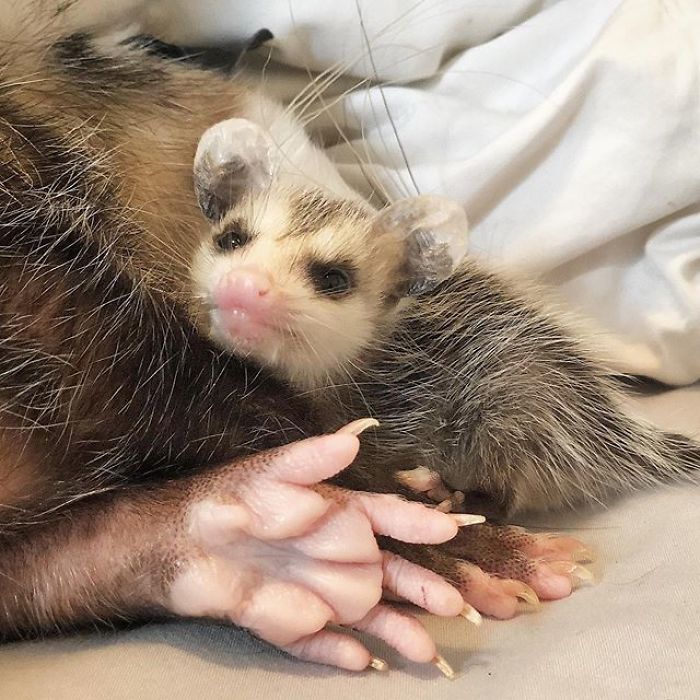 Meet Sesame, The Skunk Who Broke All Stereotypes Of His Species