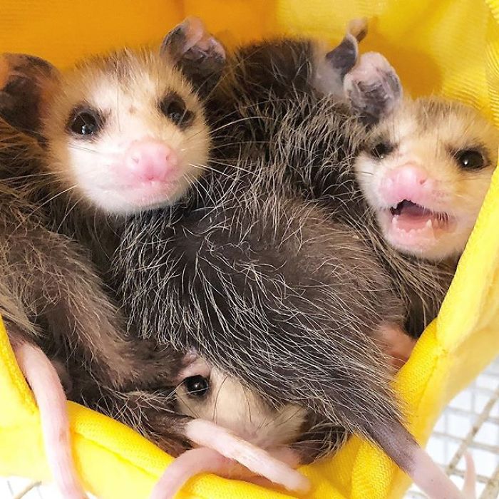 Meet Sesame, The Skunk Who Broke All Stereotypes Of His Species