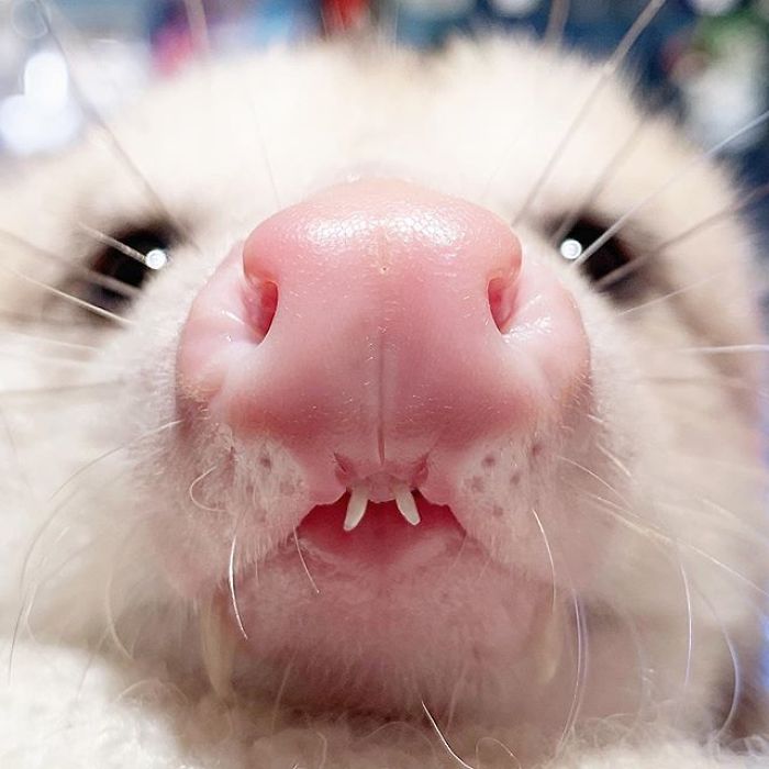 Meet Sesame, The Skunk Who Broke All Stereotypes Of His Species