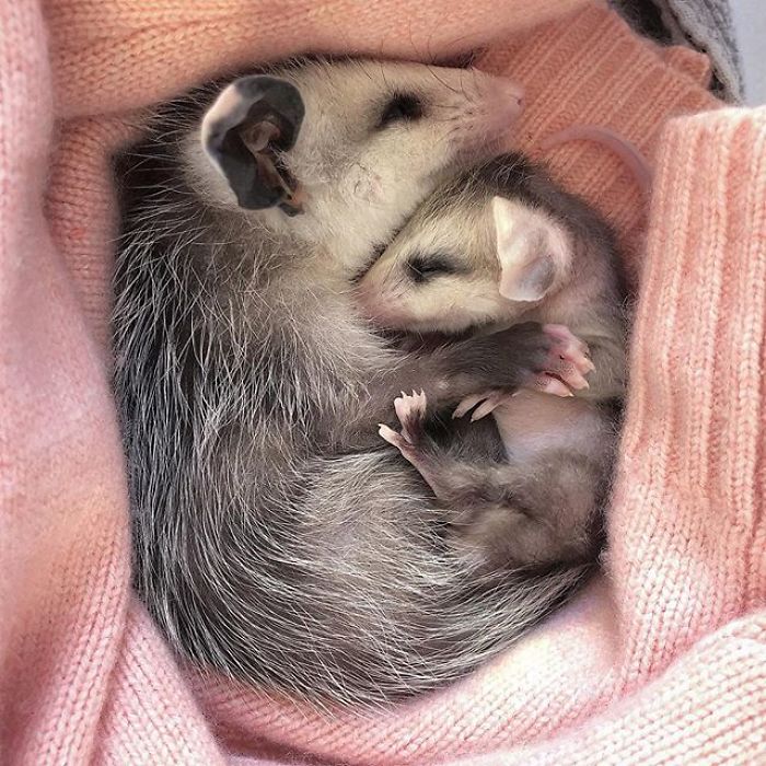 Meet Sesame, The Skunk Who Broke All Stereotypes Of His Species