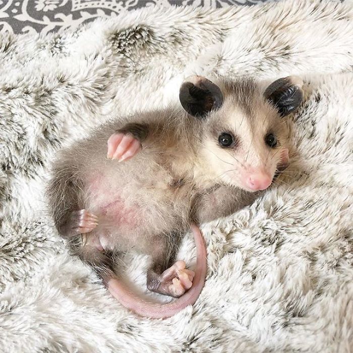 Meet Sesame, The Skunk Who Broke All Stereotypes Of His Species