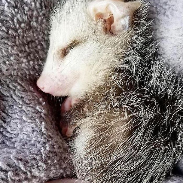 Meet Sesame, The Skunk Who Broke All Stereotypes Of His Species