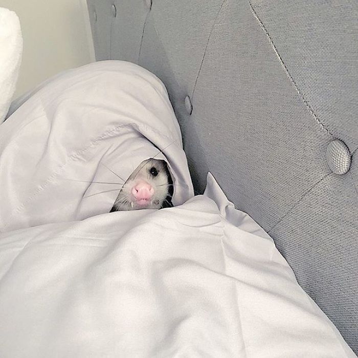 Meet Sesame, The Skunk Who Broke All Stereotypes Of His Species