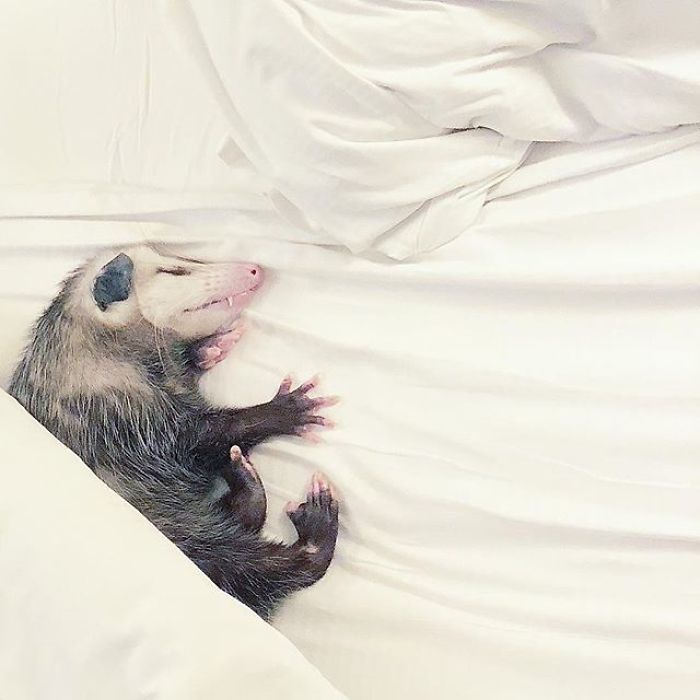 Meet Sesame, The Skunk Who Broke All Stereotypes Of His Species