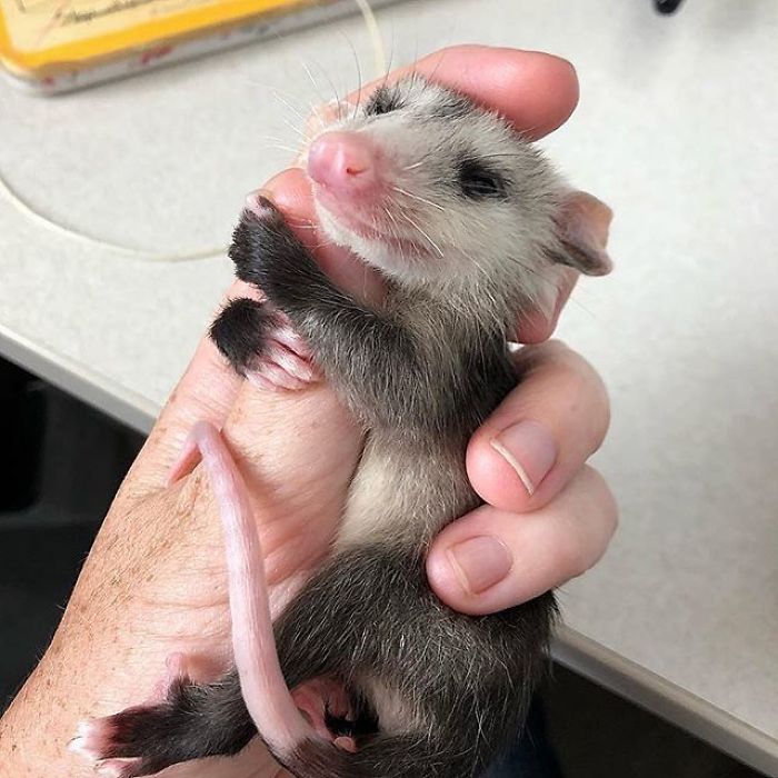 Meet Sesame, The Skunk Who Broke All Stereotypes Of His Species