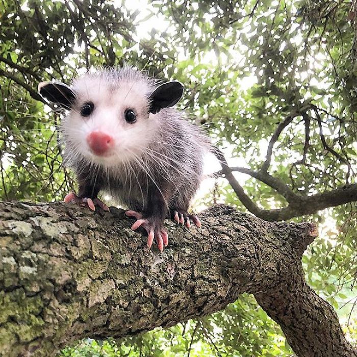 Meet Sesame, The Skunk Who Broke All Stereotypes Of His Species
