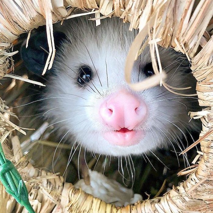 Meet Sesame, The Skunk Who Broke All Stereotypes Of His Species