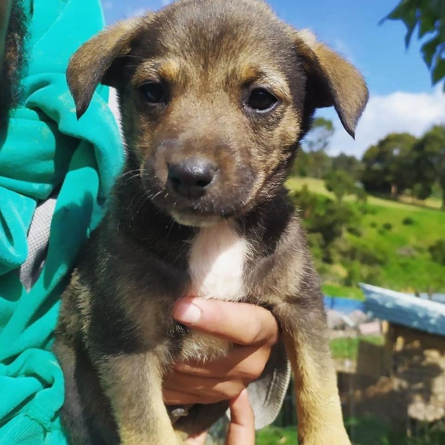 This Pup Was Dressed Up In A Tuxedo To Greet His New Family, Who Decided Not To Show Up This Pup Was Dressed Up In A Tuxedo To Greet His New Family, Who Decided Not To Show Up
