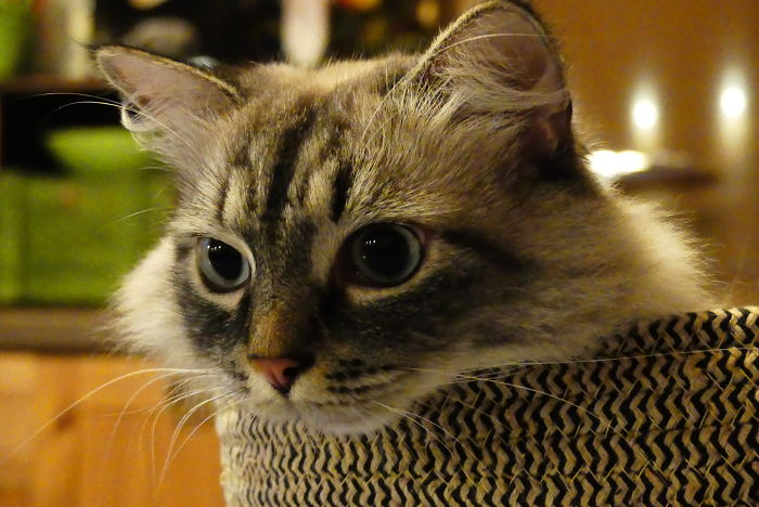 Nini (Ninotschka, Newa Masquarade)