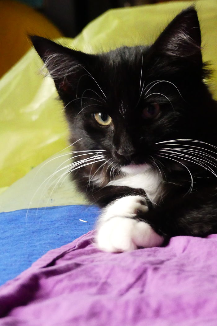 Smilla (Norwegian) Our Newest Family Member