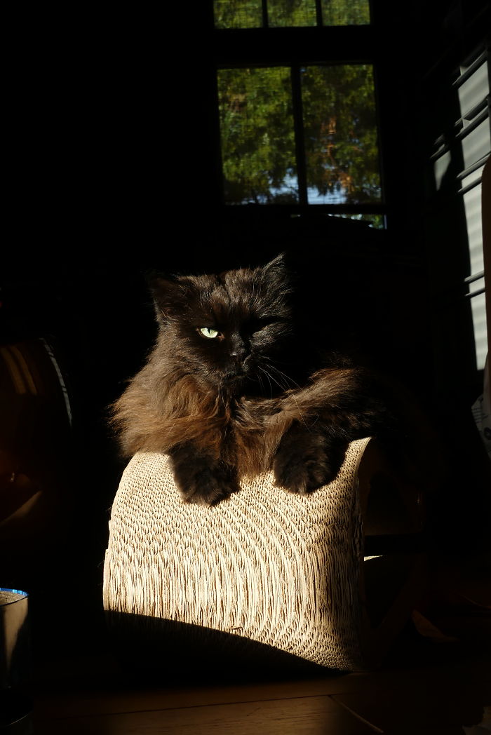 Tosca (Sibirian Forrest Cat - Sibirische Waldkatze)