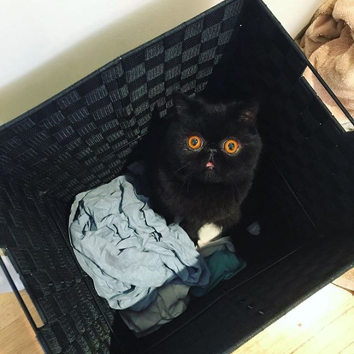 Couple Gets A Cat, And As He Gets Older, His Eyes Change Into Round, Orange, Horror-Like Eyes