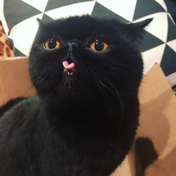 Couple Gets A Cat, And As He Gets Older, His Eyes Change Into Round, Orange, Horror-Like Eyes Couple Gets A Cat, And As He Gets Older, His Eyes Change Into Round, Orange, Horror-Like Eyes