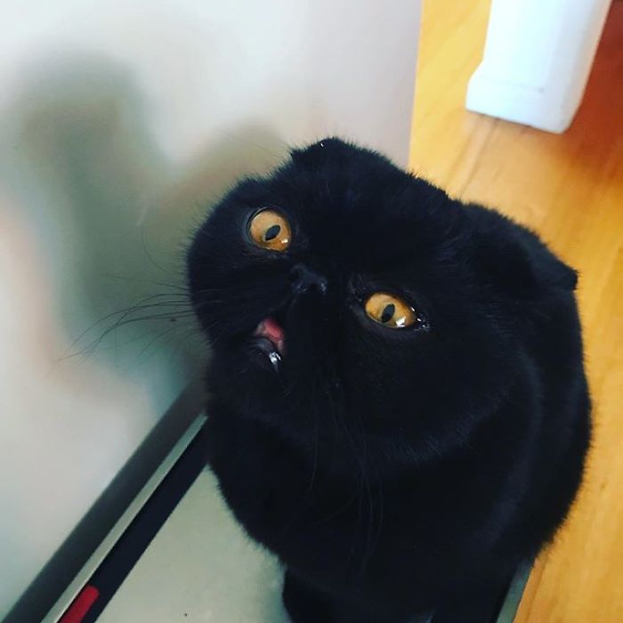 Couple Gets A Cat, And As He Gets Older, His Eyes Change Into Round, Orange, Horror-Like Eyes Couple Gets A Cat, And As He Gets Older, His Eyes Change Into Round, Orange, Horror-Like Eyes