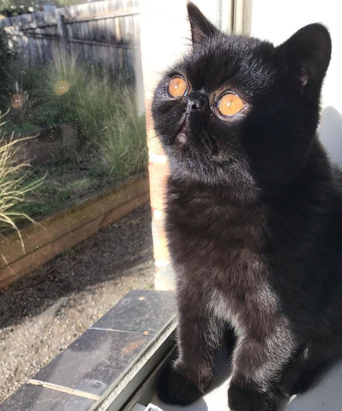 Couple Gets A Cat, And As He Gets Older, His Eyes Change Into Round, Orange, Horror-Like Eyes