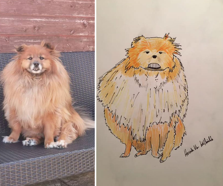 Funny-Pet-Portraits-Charity-Hercule-Van-Wolfwinkle