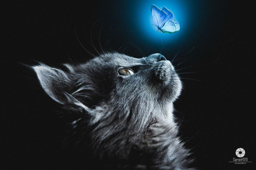 I Made This Because I Was Bored And Decided I Can Make A Post! So Here Is Is Cats And Butterfly's ^﹏^