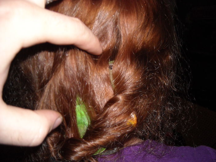 3 Baby Lovebirds In My Hair