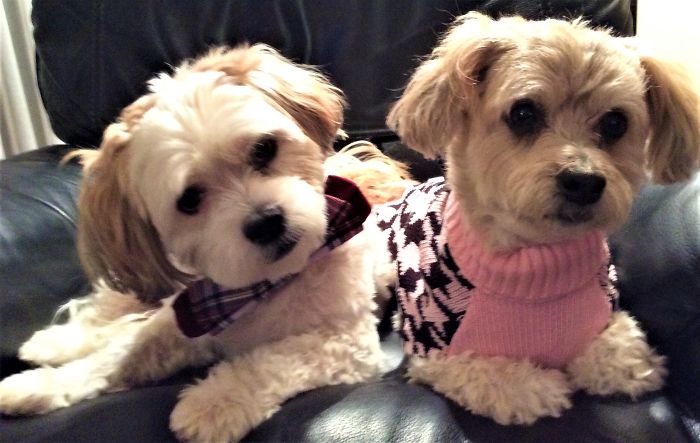 Rory, Age 6 And Sadie, Age 9. Both Rescues And Wonderful Dogs.