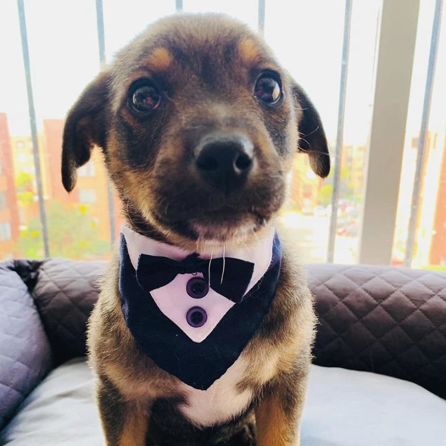 This Pup Was Dressed Up In A Tuxedo To Greet His New Family, Who Decided Not To Show Up