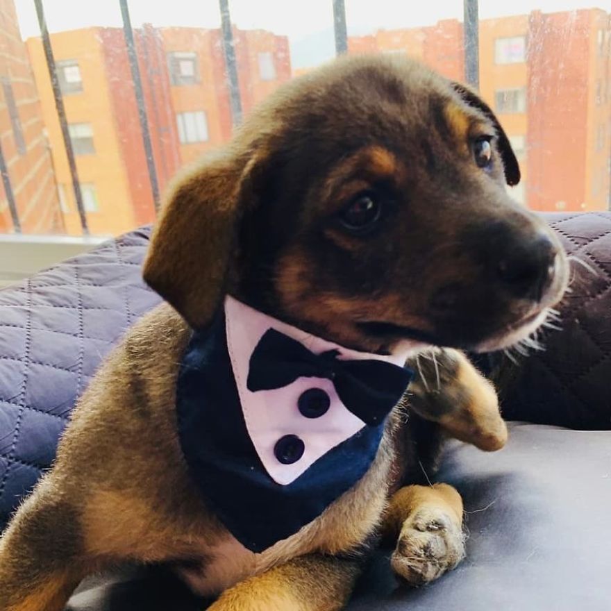 This Pup Was Dressed Up In A Tuxedo To Greet His New Family, Who Decided Not To Show Up This Pup Was Dressed Up In A Tuxedo To Greet His New Family, Who Decided Not To Show Up