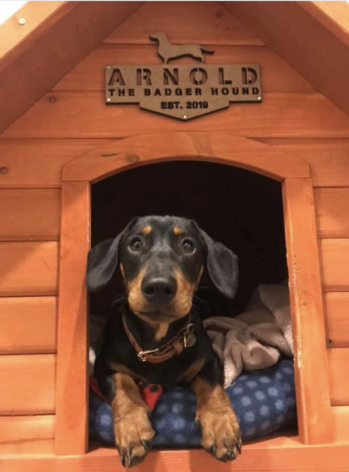 Arnold, The Badger Hound. Est. 2019