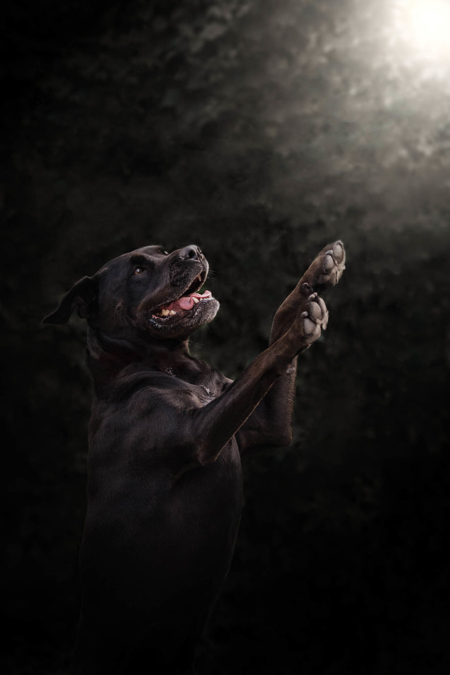 Shadow The Dancing Queen