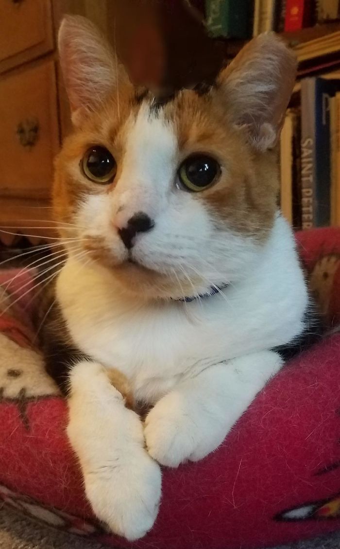 Smudgie, Formerly Feral Rescue Kitty