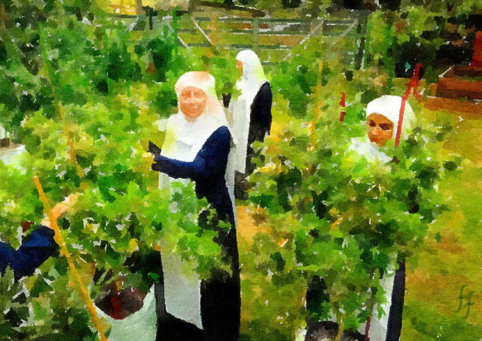 Sisters Trim Their Bushes Together Outdoors
