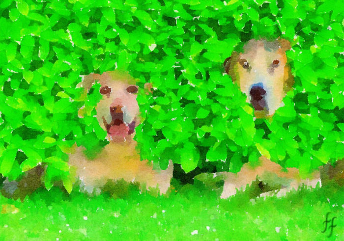 Cheeky Labs Peeping Out Of My Unkempt Bush
