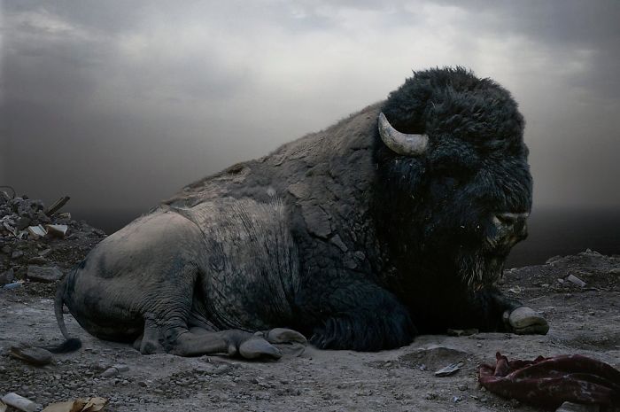 The Allegorical And Unusual Nature Of Simen Johan