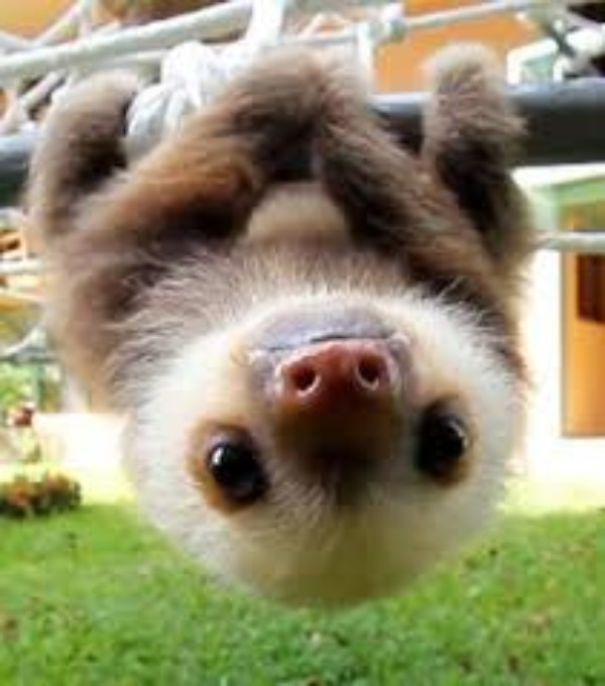 The Cutest Baby Animals You'll Ever See