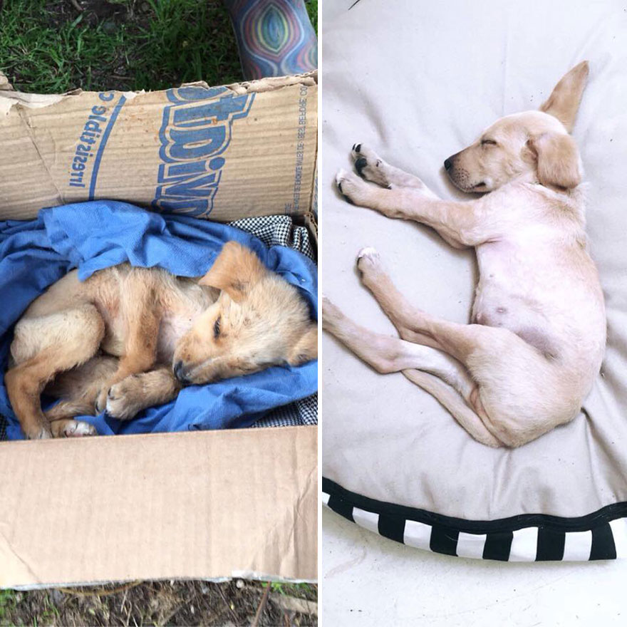 This Argentine Ngo Is Giving Abandoned Animals A Second Life