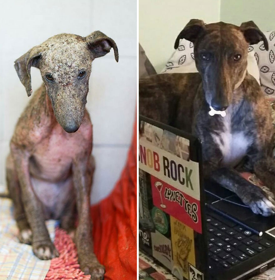 This Argentine Ngo Is Giving Abandoned Animals A Second Life