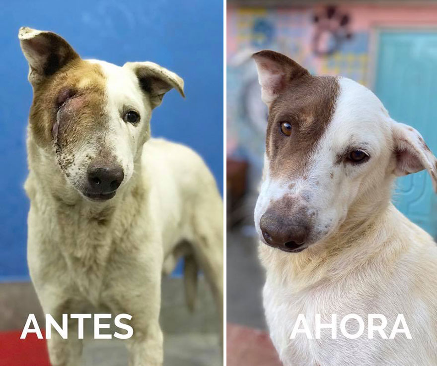 This Argentine Ngo Is Giving Abandoned Animals A Second Life
