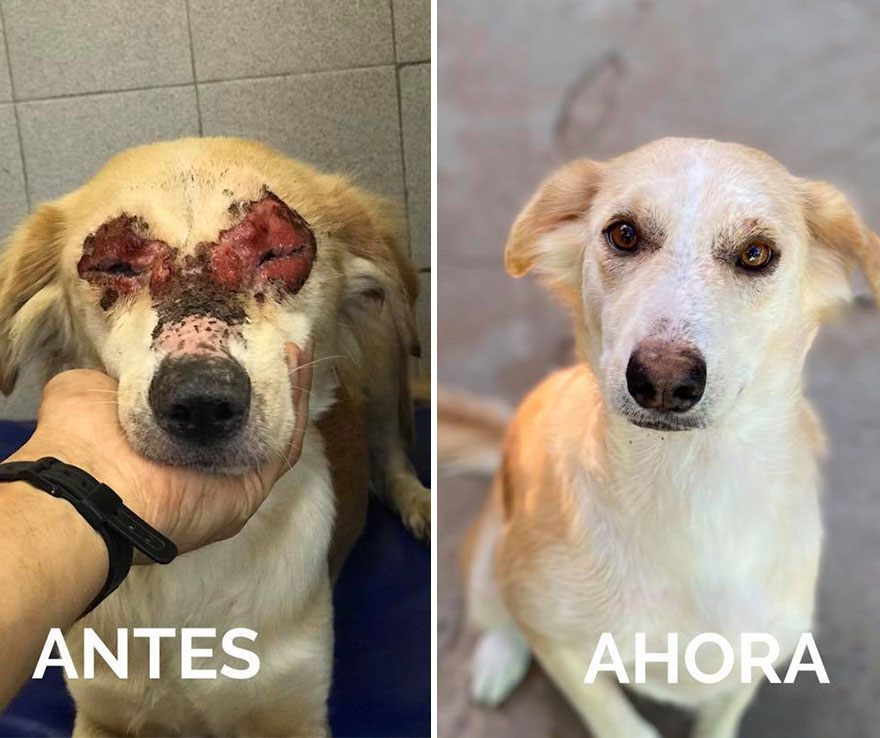 This Argentine Ngo Is Giving Abandoned Animals A Second Life
