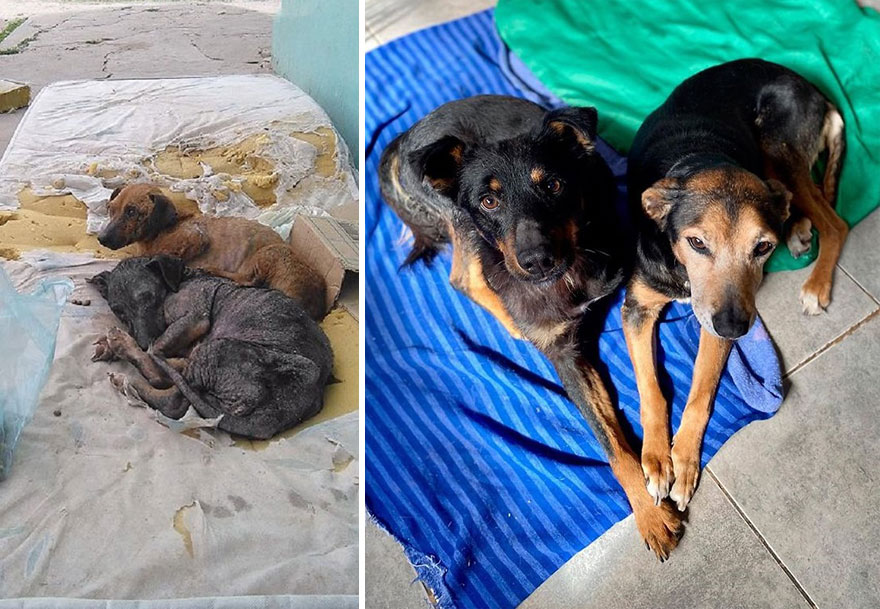 This Argentine Ngo Is Giving Abandoned Animals A Second Life