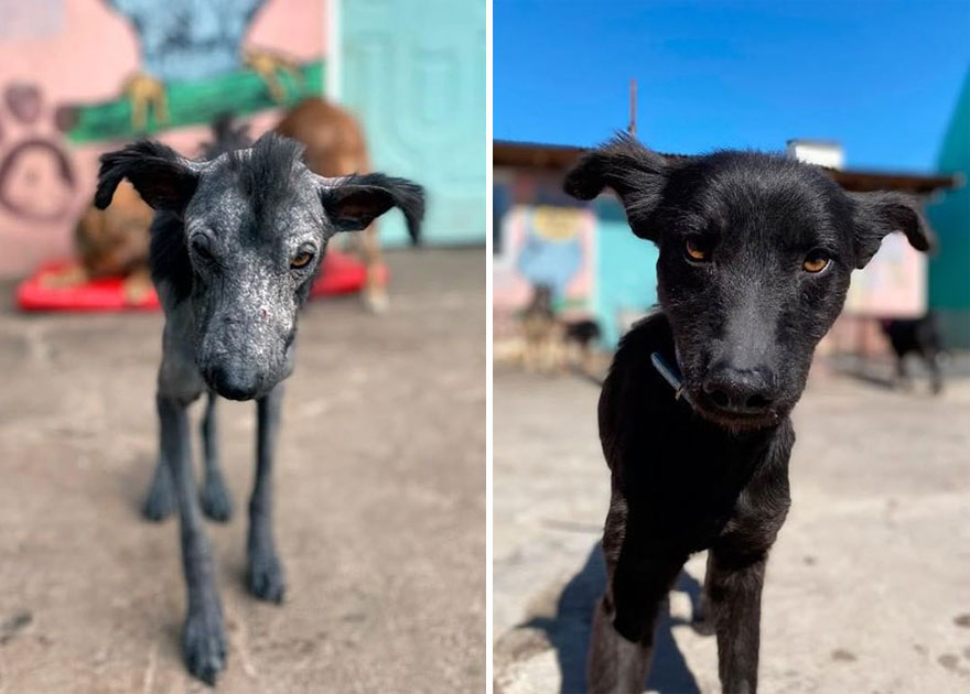 This Argentine Ngo Is Giving Abandoned Animals A Second Life