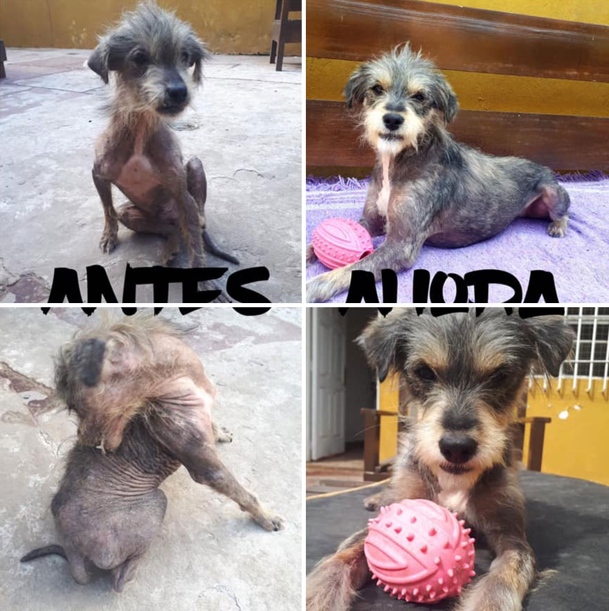 This Argentine Ngo Is Giving Abandoned Animals A Second Life