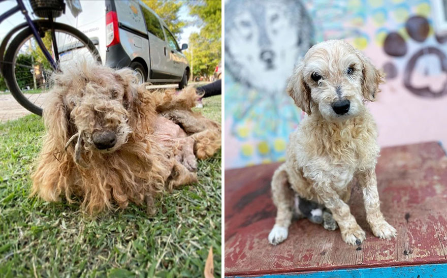 This Argentine Ngo Is Giving Abandoned Animals A Second Life
