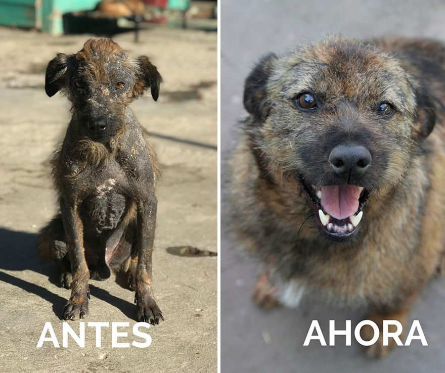 This Argentine Ngo Is Giving Abandoned Animals A Second Life