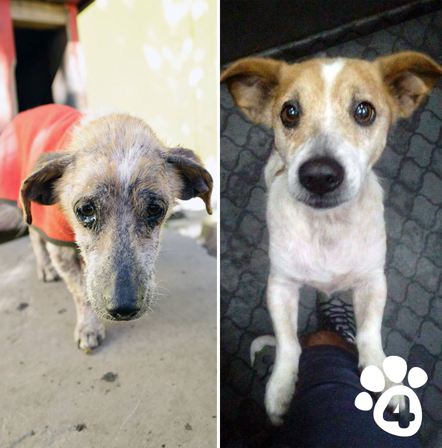 This Argentine Ngo Is Giving Abandoned Animals A Second Life