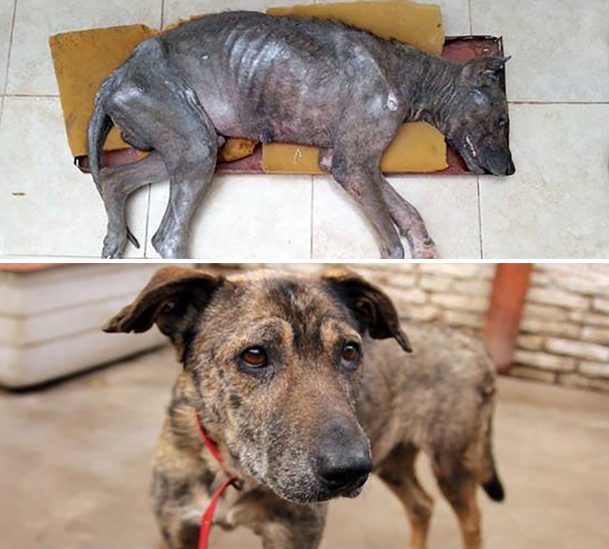 This Argentine Ngo Is Giving Abandoned Animals A Second Life